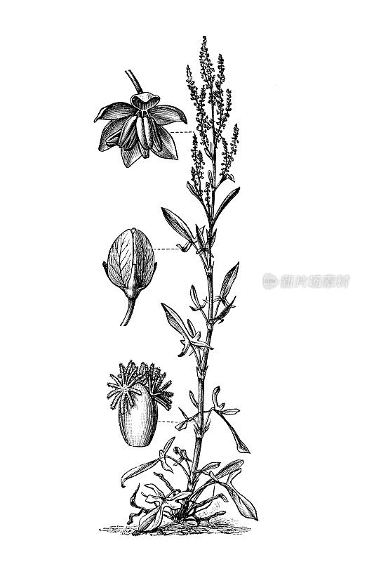 红酸rel或羊酸rel (Rumex acetosella)